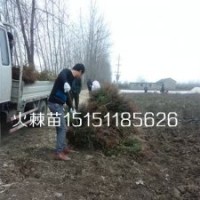 江蘇火棘苗價(jià)格一年生火棘工程苗數(shù)量多質(zhì)量好