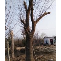 山東大規(guī)格皂角樹(shù)聯(lián)系人吳云慶