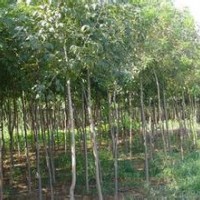 河北白蠟河北苗木綠化苗木白蠟報(bào)價(jià)白蠟價(jià)格白蠟規(guī)格國槐欒樹白蠟