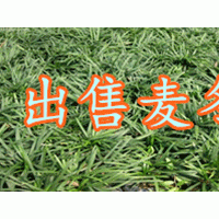 麥冬草