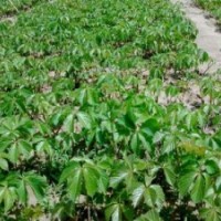 大量供應(yīng)小苗:衛(wèi)矛小苗 、五葉地錦小苗 、薔薇小苗