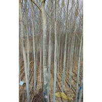 大量銷(xiāo)售河北楊2-6公分 新疆楊 香花槐 油松