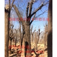 哪里有賣國槐，哪里有賣老式國槐樹的