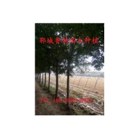 國槐，7公分國槐樹，8公分國槐樹價格