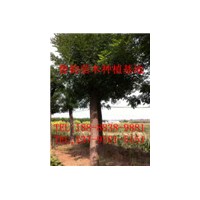 山東菏澤國槐樹價格