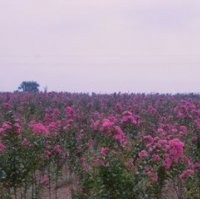現(xiàn)在2公分紫薇價(jià)格 5公分紫薇價(jià)格 江蘇紫薇價(jià)格