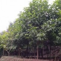 出售黃葛蘭