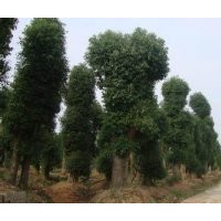 供應(yīng)20-22公分香樟樹，最新20公分香樟樹價格