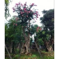 細(xì)葉紫薇