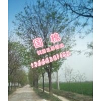 國(guó)槐