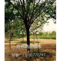 常年大量供應(yīng)各種規(guī)格國(guó)槐，白蠟，椿樹(shù)，柳樹(shù)，榆樹(shù)，刺槐，金枝