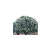 供應(yīng)楊梅樹(shù)、園林