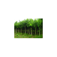 無(wú)患子報(bào)價(jià)/無(wú)患子最新報(bào)價(jià)