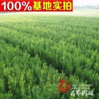 優(yōu)質小葉黃楊苗木 數(shù)量大 價格低