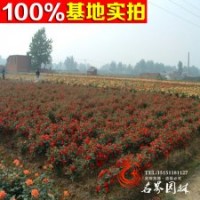 綠化苗基地低價批發(fā)樹狀月季