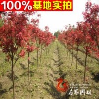 紅楓樹 秋火焰 日本紅楓 紅楓