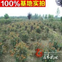 供應(yīng) 【欏木石楠】 石楠小苗 石楠球