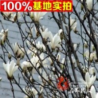 苗木 各種玉蘭 （白玉蘭）樹苗