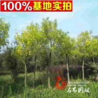供應(yīng) 黃槐樹 黃槐樹苗 高品質(zhì)