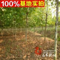 出售 法桐樹苗【懸鈴木】法桐