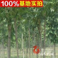 苗木基地常年供應(yīng)大量的優(yōu)質(zhì)千頭椿