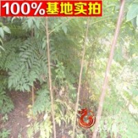 基地長(zhǎng)期供應(yīng)大小規(guī)格【苦楝】
