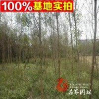 苗木基地直銷流蘇小苗 流蘇樹