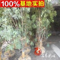 批發(fā)供應楊梅樹苗 楊梅苗 果樹苗