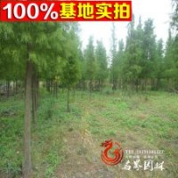 中山杉 樹形美 根系發(fā)達 好成活
