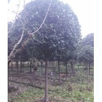 低價供應(yīng)4~25cm高桿桂花，黑土全冠