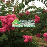 超級(jí)速生玫紅紫薇