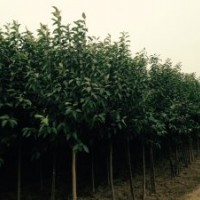 大量供應(yīng)大葉女貞、紅葉李及欒樹(shù)