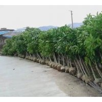 供應(yīng)白玉蘭，秋楓，紅花紫荊，宮粉紫荊，美麗木棉，小葉欖仁等苗