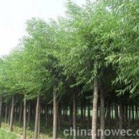 饅頭柳