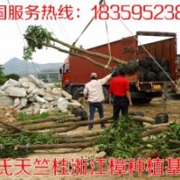 10公分天竺桂 供應(yīng)10公分天竺桂 10公分天竺桂供應(yīng)價(jià)格