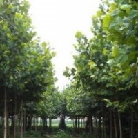 山東青州供應(yīng)：國槐、法桐、白蠟、五角楓