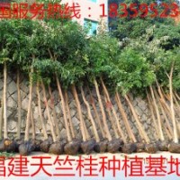 福建天竺桂價(jià)格 供應(yīng)福建天竺桂價(jià)格 福建天竺桂價(jià)格供應(yīng)