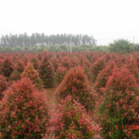 廣東紅車-云南紅車-四川紅車-貴州紅車-廣西紅車-海南紅車-福建紅