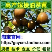 油茶苗,油茶樹苗,油茶苗價格,高產(chǎn)油茶苗,嫁接油茶樹苗