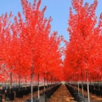 美國(guó)紅楓致力于裝扮出唯美的景色