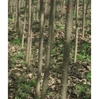 垂柳苗/10公分垂柳價(jià)格/8公分垂柳價(jià)