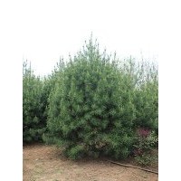 供應(yīng)4.5米白皮松 樹(shù)形好 土質(zhì)好