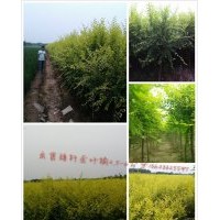自家苗矮桿金葉榆2-6公矮桿金枝槐3-6公分，北美海棠