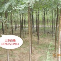 三倍體毛白楊，泡桐，臭椿，紅葉椿，榆樹，金葉榆