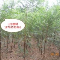 2016年榆樹價(jià)格