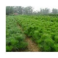 供應(yīng)5年生營養(yǎng)杯白皮松小苗