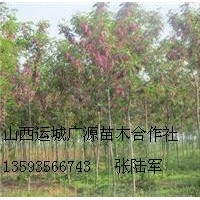 3、4公分優(yōu)質(zhì)香花槐大量低價優(yōu)惠出售