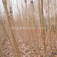 大量 意楊 楊樹(shù) 107 108多種規(guī)格