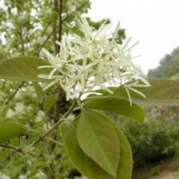 流蘇樹 流蘇小苗 嫁接桂花用苗