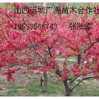 5、6公分紅葉碧桃樹大量低價優(yōu)惠供應(yīng)